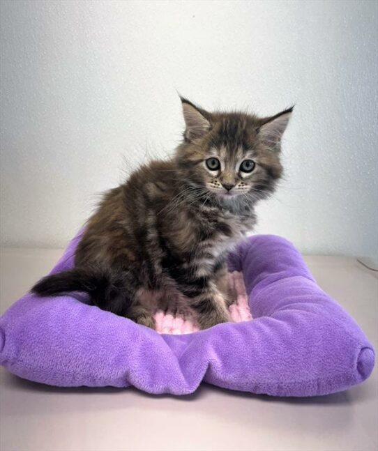 Maine Coon-KITTEN-Female-Brown Patched Tabby-5950-Petland Pensacola, Florida