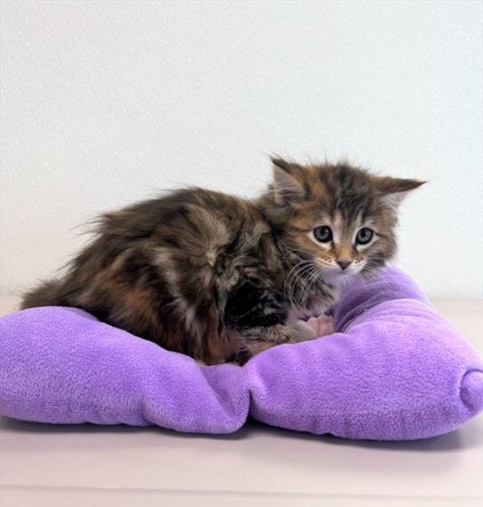 Maine Coon-KITTEN-Female-Brown Patched Tabby-5951-Petland Pensacola, Florida