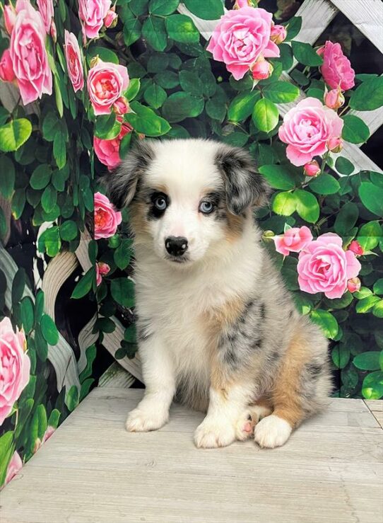 Miniature Australian Shepherd DOG Male Blue Merle White / Tan 5953 Petland Pensacola, Florida