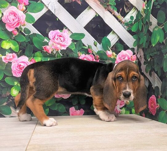 Basset Hound DOG Female Black White / Tan 5954 Petland Pensacola, Florida