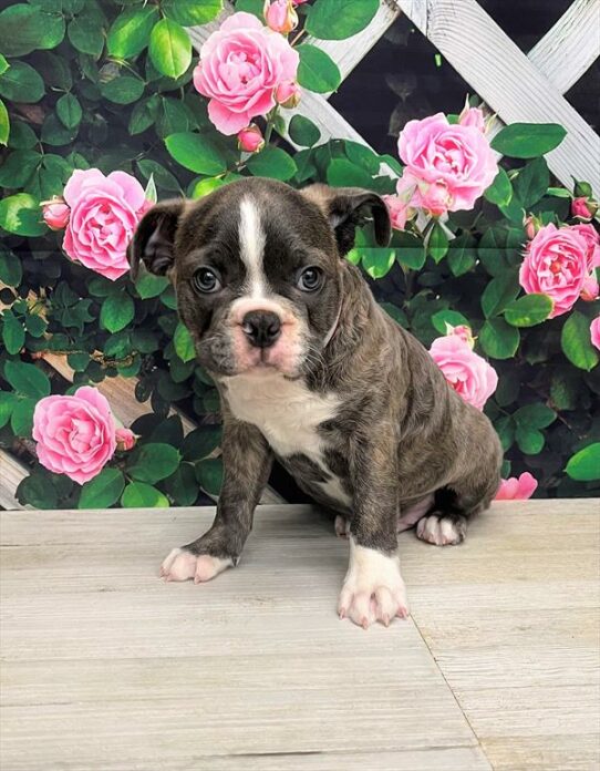 Boston Terrier DOG Male Blue Brindle / White 5955 Petland Pensacola, Florida