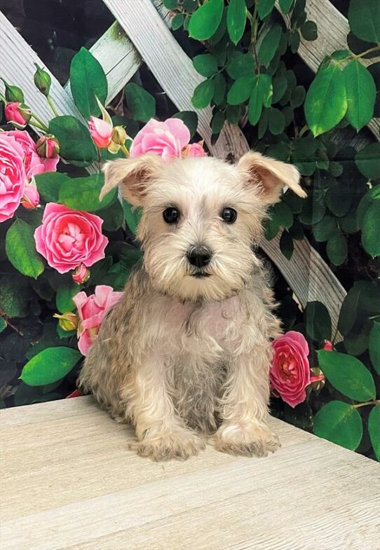 Mini Schnauzer-DOG-Female-Silver-5956-Petland Pensacola, Florida