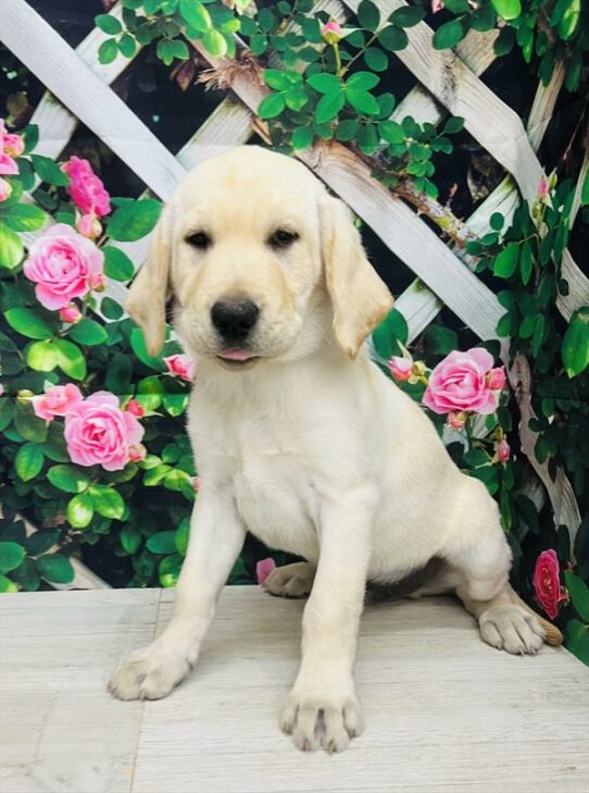 Labrador Retriever-DOG-Male-Yellow-5957-Petland Pensacola, Florida