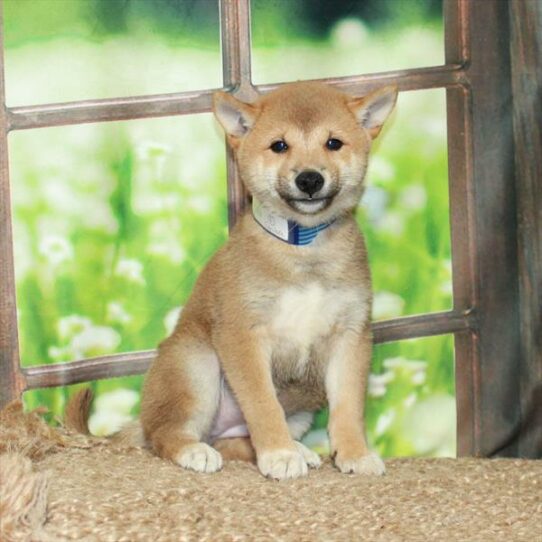 Shiba Inu DOG Female Red Sesame 5960 Petland Pensacola, Florida