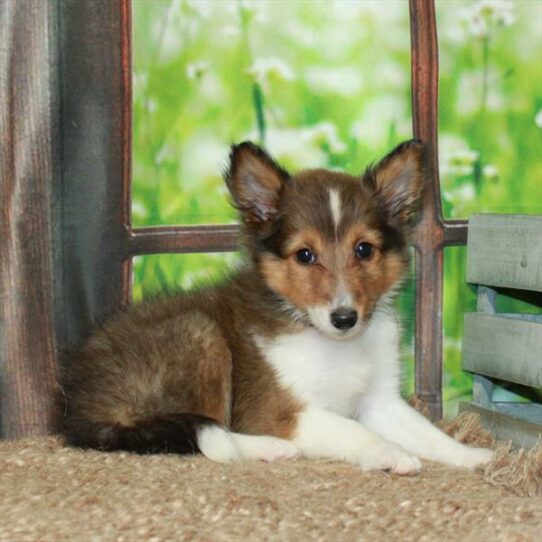 Sheltland Sheepdog-DOG-Male-Sable / White-5962-Petland Pensacola, Florida