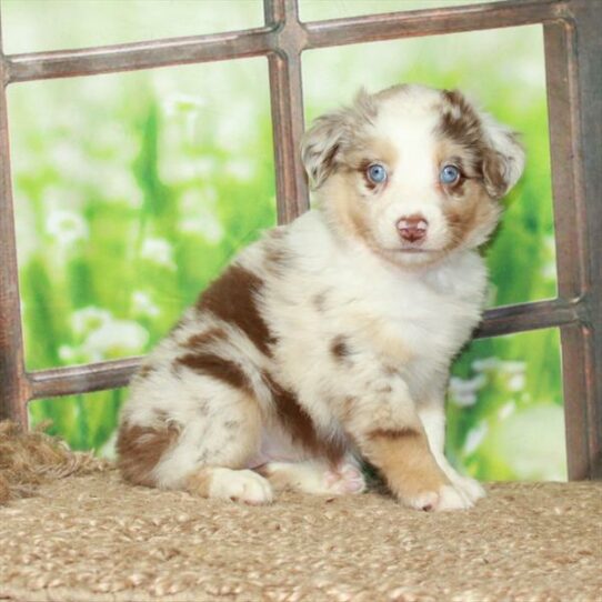 Australian Shepherd DOG Female Chocolate Merle 5963 Petland Pensacola, Florida