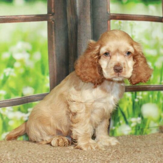 Cocker Spaniel-DOG-Male-Buff-5964-Petland Pensacola, Florida