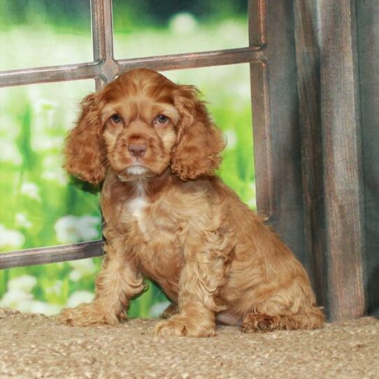 Cocker Spaniel DOG Female Red 5965 Petland Pensacola, Florida