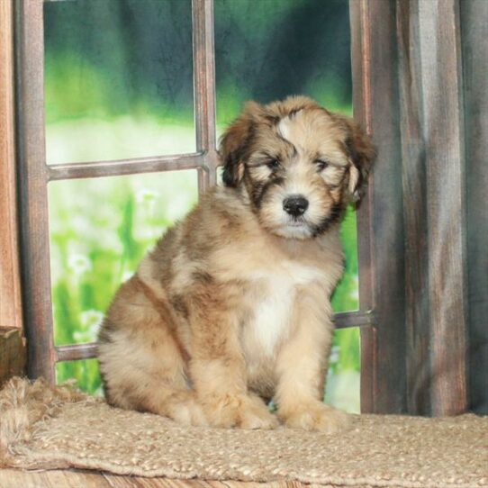 Whoodle-DOG-Male-Red Merle-5966-Petland Pensacola, Florida