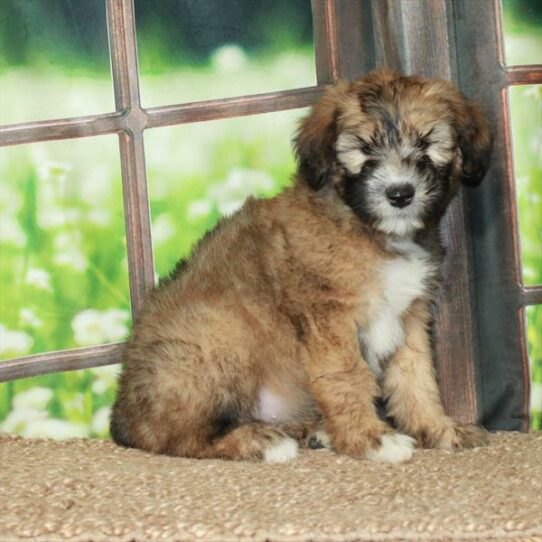 Whoodle-DOG-Female-Wheaten-5967-Petland Pensacola, Florida