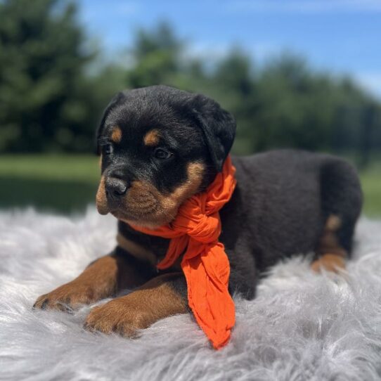 Rottweiler-DOG-Male-Black/Rust-5969-Petland Pensacola, Florida