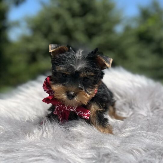 Silky Terrier DOG Female Black/Tan 5970 Petland Pensacola, Florida