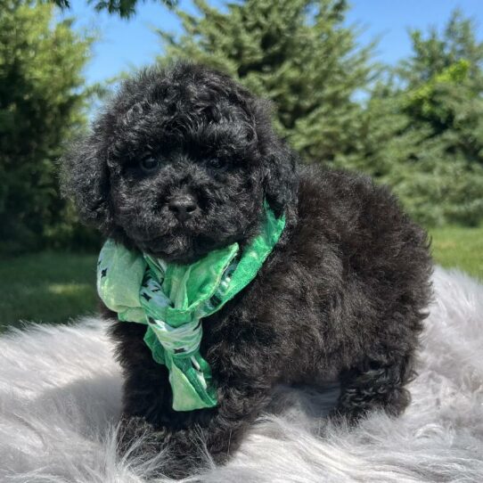 Poodle DOG Male Black 5968 Petland Pensacola, Florida