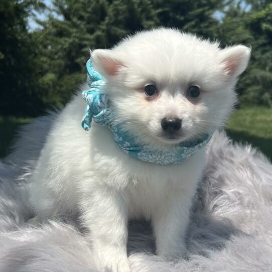 American Eskimo Dog DOG Female White 5959 Petland Pensacola, Florida