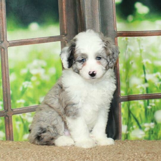 Aussiedoodle DOG Female Blue Merle 5998 Petland Pensacola, Florida