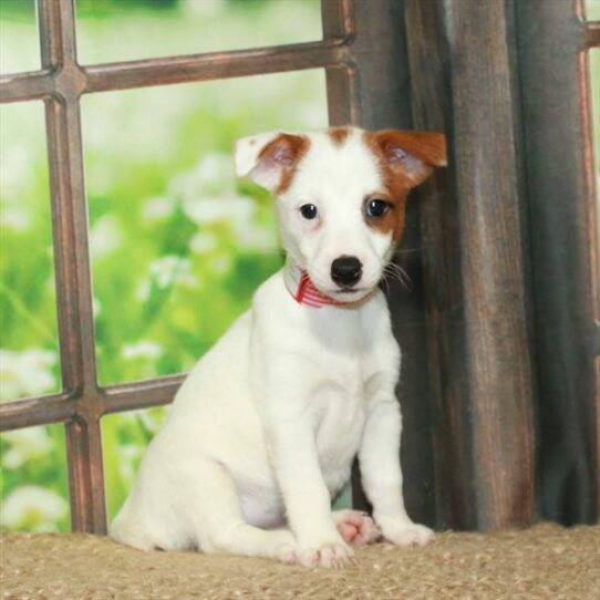 Jack Russell Terrier-DOG-Female-White / Red-5999-Petland Pensacola, Florida