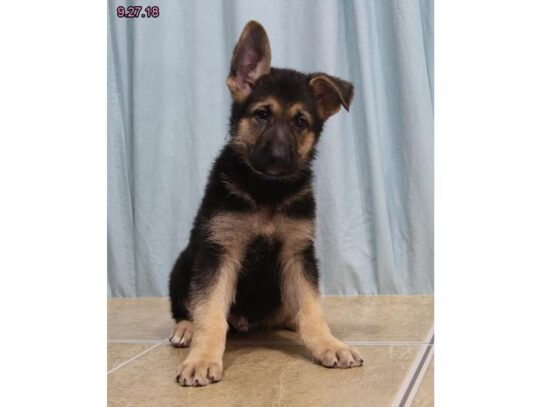 German Shepherd Dog DOG Male Black / Tan 11317 Petland Pensacola, Florida