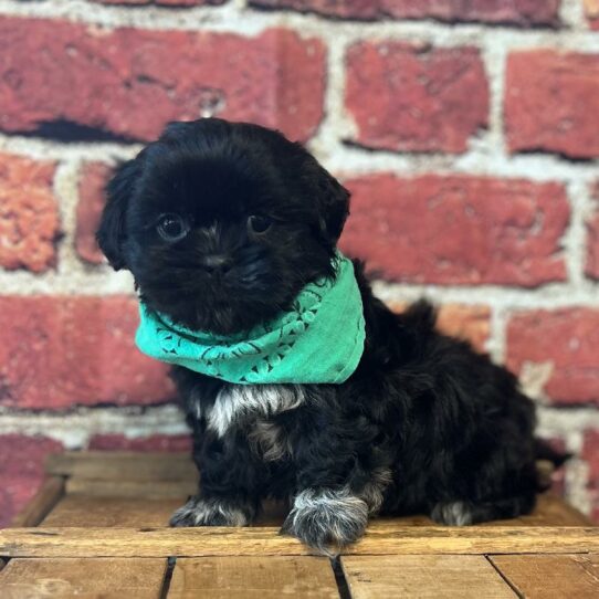 Shih Tzu-DOG-Male-Blk, wh mkgs-6004-Petland Pensacola, Florida