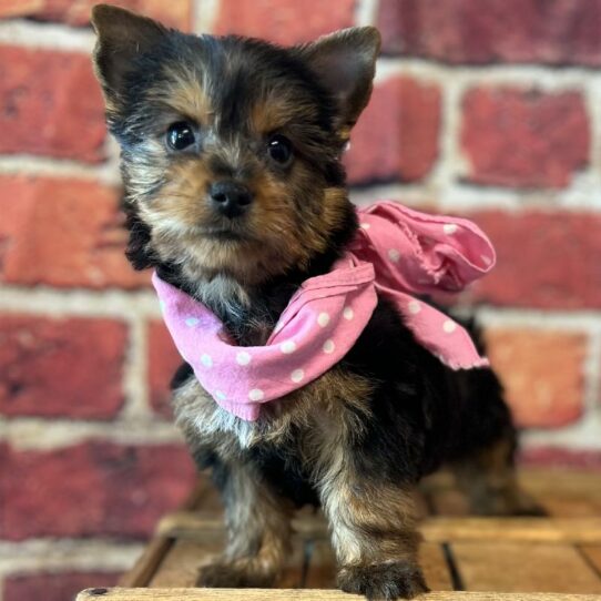 Silky Terrier-DOG-Female-Black & Tan-6002-Petland Pensacola, Florida