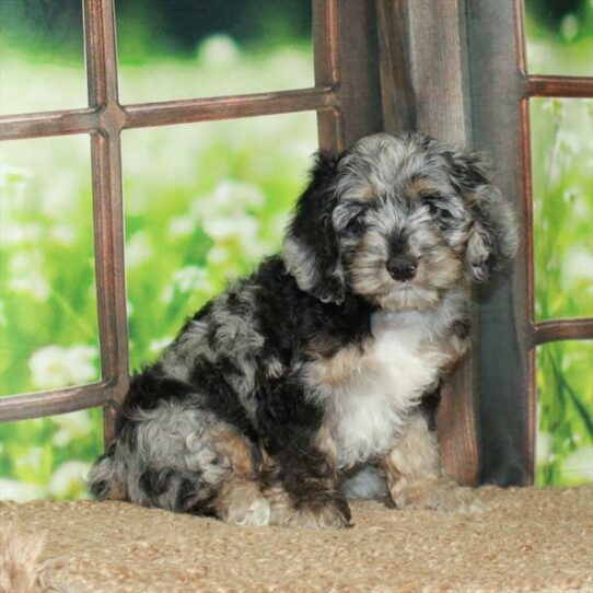 Cockapoo DOG Male Blue Merle / Tan 6009 Petland Pensacola, Florida