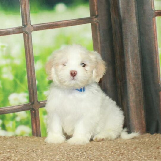 Shipoo-DOG-Male-White / Cream-6011-Petland Pensacola, Florida