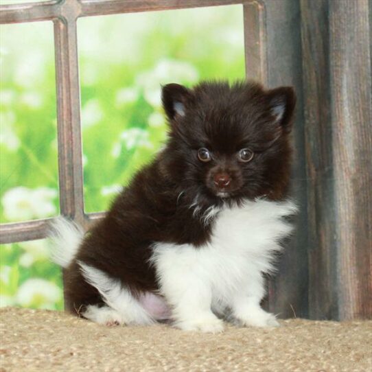 Pomeranian DOG Male Chocolate / White 6012 Petland Pensacola, Florida