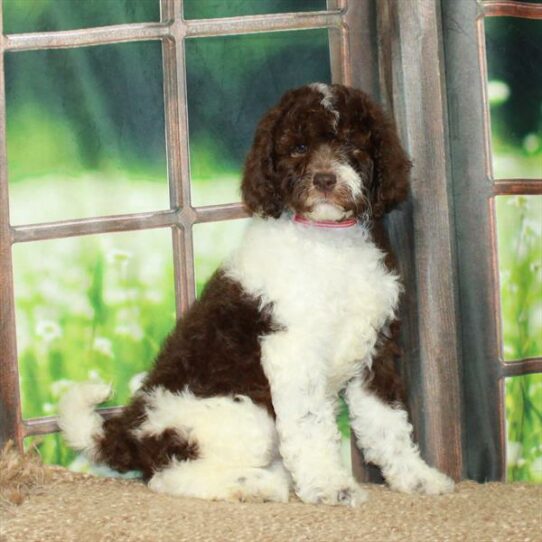 NewfyPoo 2nd Gen-DOG-Female-White / Chocolate-6013-Petland Pensacola, Florida