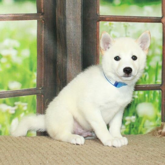 Shiba Inu DOG Male Cream 6014 Petland Pensacola, Florida