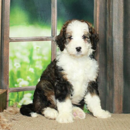 Bernedoodle DOG Female Cafe Au Lait 6015 Petland Pensacola, Florida