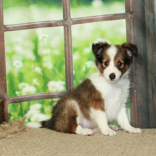 Shetland Sheepdog-DOG-Male-Sable / White-6016-Petland Pensacola, Florida