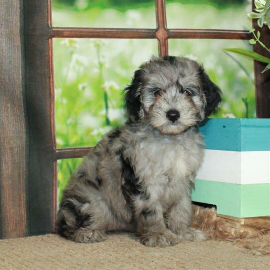 Mini Aussiedoodle-DOG-Female-Blue Merle-6017-Petland Pensacola, Florida