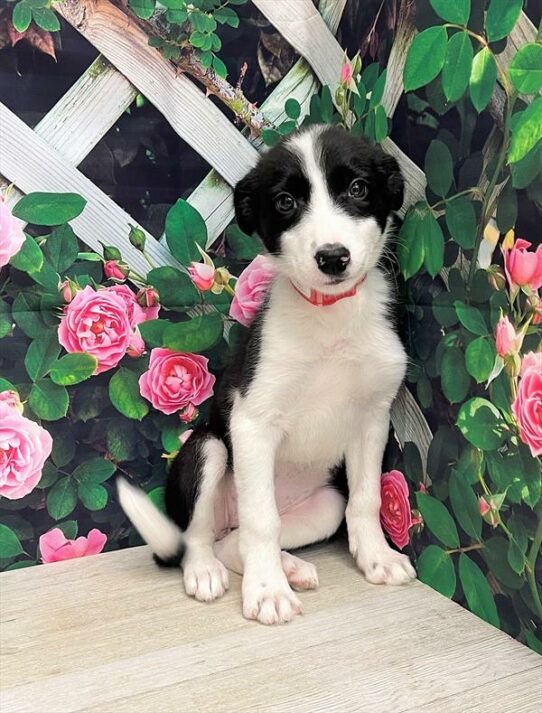 Border Collie-DOG-Female-Black-6018-Petland Pensacola, Florida