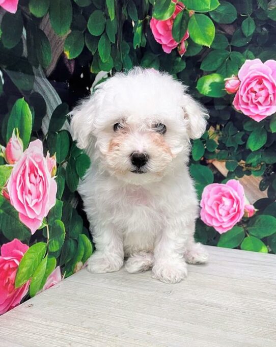 Bichon Frise-DOG-Female-White-6019-Petland Pensacola, Florida