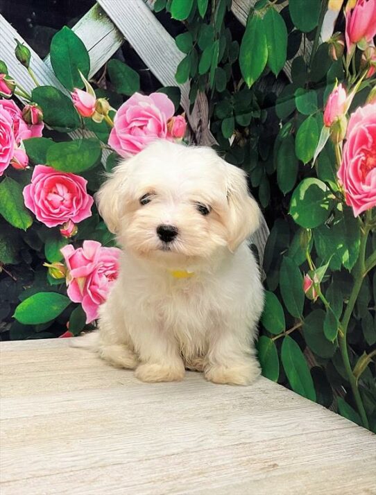 Maltipoo-DOG-Male-White-6021-Petland Pensacola, Florida