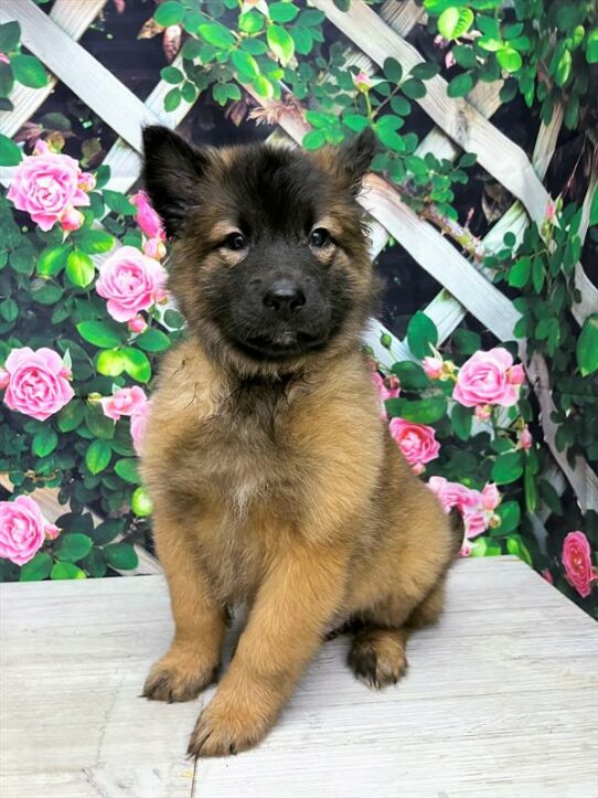 Belgian Tervuren-DOG-Male-Mahogany / Black-6022-Petland Pensacola, Florida