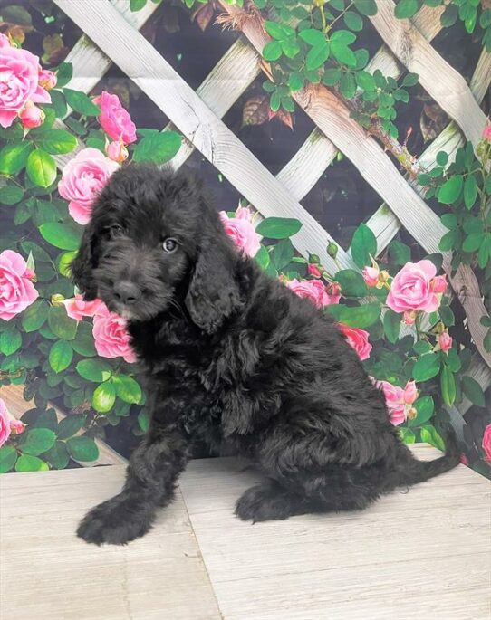 Goldendoodle DOG Male Black 6023 Petland Pensacola, Florida