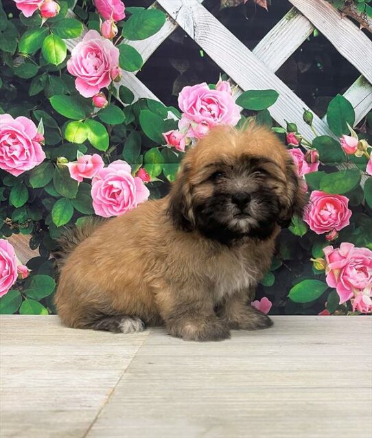 Teddy Bear DOG Male Gold 6025 Petland Pensacola, Florida