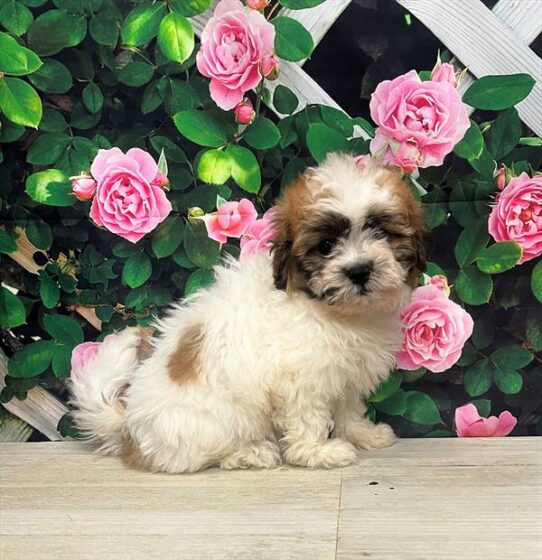 Teddy Bear-DOG-Female-Gold / White-6026-Petland Pensacola, Florida