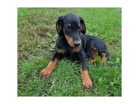 Doberman Pinscher-DOG-Female-Black / Rust-11346-Petland Pensacola, Florida