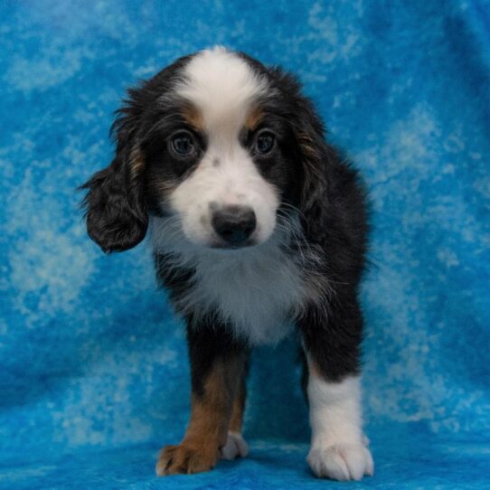 Miniature Australian Shepherd DOG Female Black / White 903 Petland Pensacola, Florida