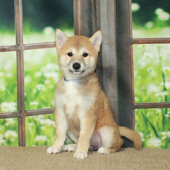 Shiba Inu DOG Female Red Sesame 6051 Petland Pensacola, Florida