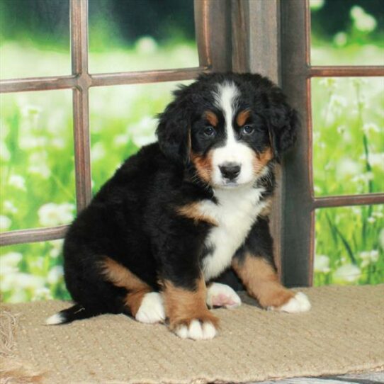 Bernese Mountain Dog DOG Female Black Tan / White 6052 Petland Pensacola, Florida