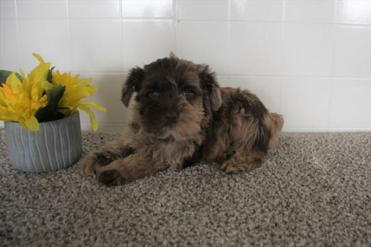 Mini Schnauzer-DOG-Male-Chocolate Merle-6069-Petland Pensacola, Florida