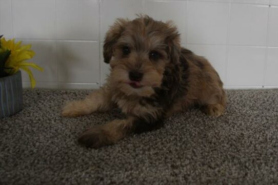 Mini Schnauzer-DOG-Male-Chocolate Merle-6070-Petland Pensacola, Florida