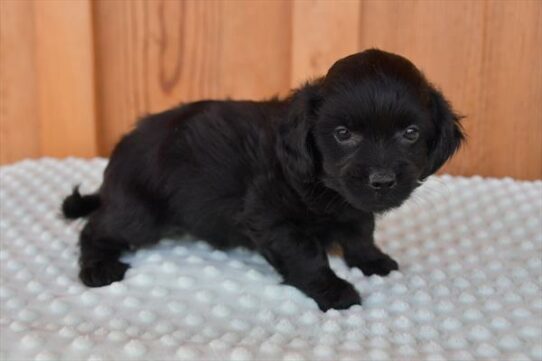 Lhasa-Poo-DOG-Male-Black-6071-Petland Pensacola, Florida