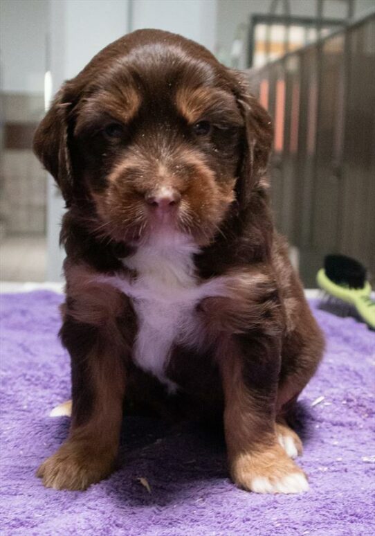 Mini Poodle-Bernedoodle-DOG-Male-Chocolate / White-6073-Petland Pensacola, Florida