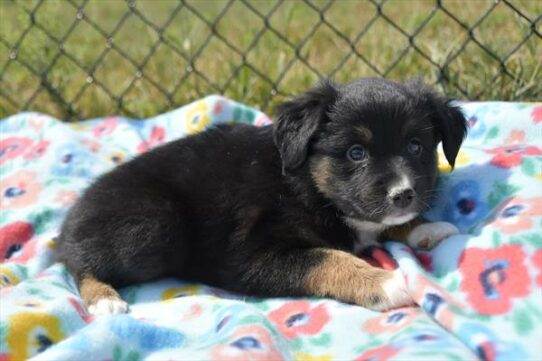 Australian Shepherd DOG Male Black Tan / White 6082 Petland Pensacola, Florida