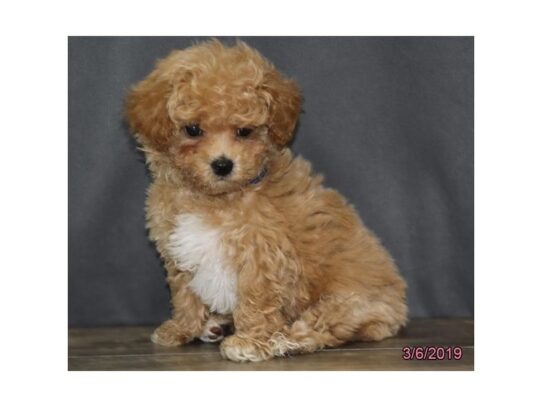 Bichon Poo DOG Male Apricot 11901 Petland Pensacola, Florida