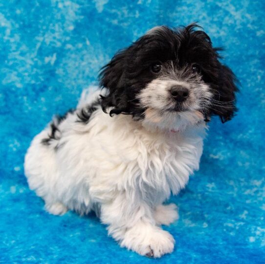 Coton De Tulear-DOG-Female-Black / White-936-Petland Pensacola, Florida