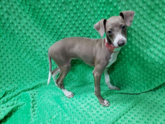 Italian Greyhound DOG Female Fawn / White 12044 Petland Pensacola, Florida